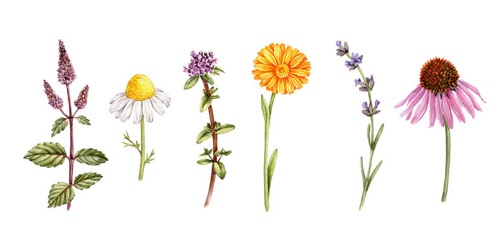 watercolor drawing medicinal plants ,peppermint, chamomile, thyme, calendula, lavender and echinacea, wild herbs, hand drawn illustration