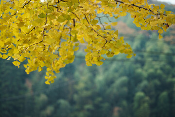 紅葉したイチョウ