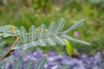 Fallen leaves on the road also make many people feel sad.The dense foliage makes the mystery in the wild forests.