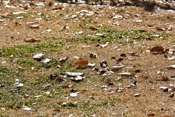 秋の訪れ　落ち葉の季節