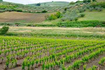 Fototapeta na wymiar Catarratto Grapes Vineyard in Trapani Region - Sicily - Italy