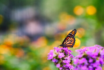 A monarch butterfly on a purple flower.
