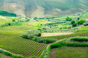 Catarratto Grapes Vineyard in Trapani Region - Sicily - Italy