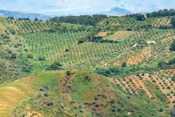 Fototapeta na wymiar Agricultural Fields in Trapani Region - Sicily - Italy
