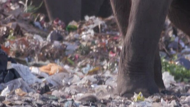 코끼리가 수많은 쓰레기를 밟고 걸어가는 영상