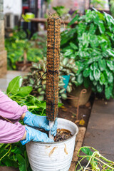 a gardener installing coco coir pole in a white plastic potted, is a sporting pole for potted plant...