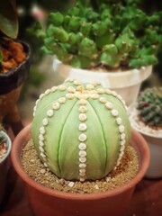Astrophytum asterias in a clay pot. Cactaceae.