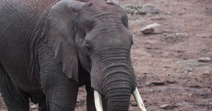 African Elephant Close-up, Wrinkled Face With Tusk. 