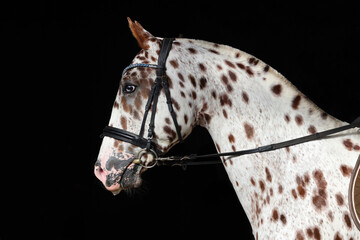Funny spotted Appaloosa horse in dark stable background