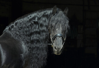 Friesian black horse portrait in a dark stable