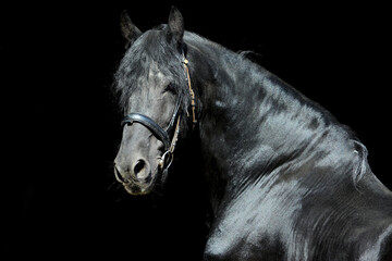 Friesian black horse portrait in a dark stable