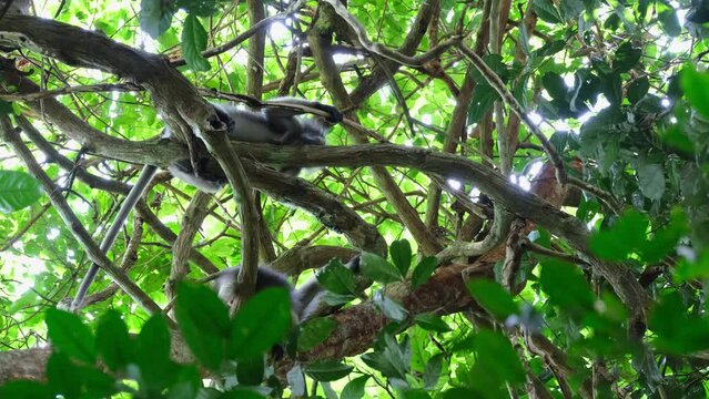 Sunlight goes in the forest revealing this two individuals resting on branches as one moves it right hand holding a branch, Spectacled Leaf Monkey Trachypithecus obscurus, Thailand