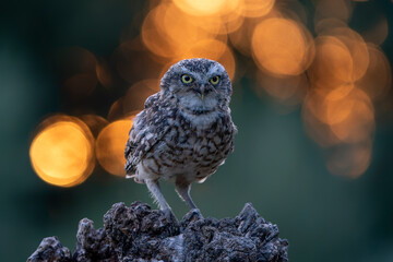 Burrowing owl (Athene cunicularia) sitting on a tree trunk at sunset. Bokeh background.            ...