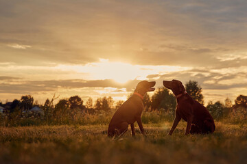 Two brown dogs of the Hungarian Vizsla breed are sitting in nature and looking at the sky and sunset. Summer evening, meadow. Concept for lifestyle, food and pet products.