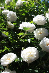 white roses in the garden