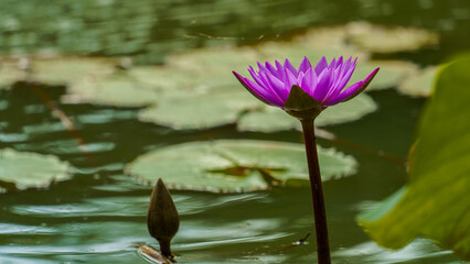 Pink lotus flowers are blooming in the pond.