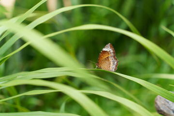 Butterfly perched on a green leaf