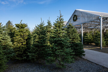 Outdoor Christmas tree lot with sheared fresh cut trees on display for sale, sunny winter day  © knelson20