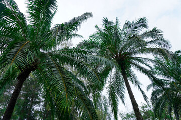 Fototapeta premium Thailand Phuket island lagoon area. nature and houses, beach and sea