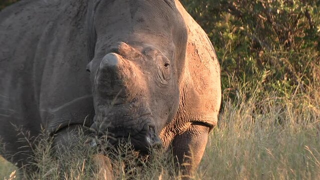 Close-up of a dehorned female rhino, dehorned to protect her against poachers.