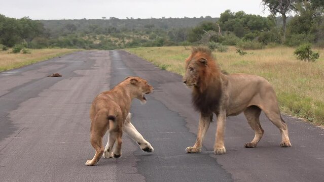 Lions courting on a tarred road on an African reserve.