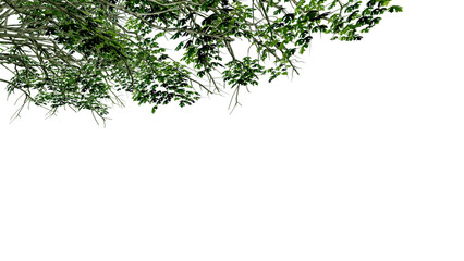 tree leave nature transparent cut out forest isolated background 3d render.