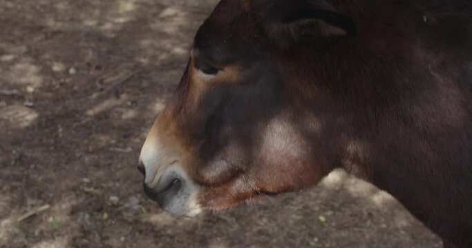 Mule eating and chewing food on ranch. Close up