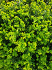 Taxus baccata close up. Green branches of yew tree(Taxus baccata, English yew, European yew).