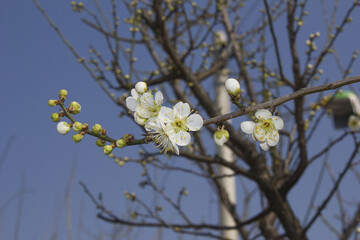 Apricot flower on nature background