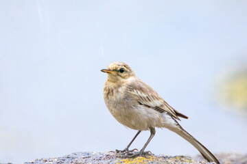 可愛いハクセキレイ（セキレイ科）の幼鳥。

日本国東京都江戸川区、葛西臨海公園にて。
2023年8月14日撮影。

A Lovely Japanese Pied Wagtail (family of wagtails) juvenile.

At Kasairinkai park, Edogawa-ku, Tokyo, Japan,
photo by August 14, 2023.
