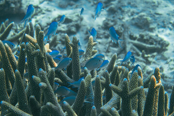 Underwater picture of a big group of blue fishes hiding between the corals in the Ningaloo reef national park. Beautiful marine life of Exmouth, Australia - Powered by Adobe