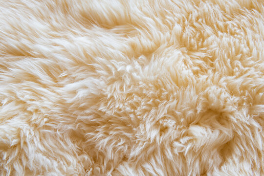Luxurious wool texture from a white sheepskin rug