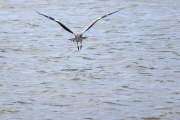 飛翔する美しいアオサギ（サギ科）。

日本国東京都江戸川区、葛西臨海公園にて。
2023年8月14日撮影。

Beautiful Grey Heron (Egret family) in flight.

At Kasairinkai park, Edogawa-ku, Tokyo, Japan,
photo by August 14, 2023.
