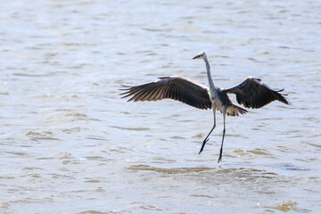 飛翔する美しいアオサギ（サギ科）。

日本国東京都江戸川区、葛西臨海公園にて。
2023年8月14日撮影。

Beautiful Grey Heron (Egret family) in flight.

At Kasairinkai park, Edogawa-ku, Tokyo, Japan,
photo by August 14, 2023.
