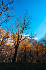 Autumn forest path. Orange color tree, red brown maple leaves in fall city park. Nature scene in sunset fog Wood in scenic scenery Bright light sun Sunrise of a sunny day, morning sunlight view