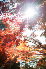 Autumn forest path. Orange color tree, red brown maple leaves in fall city park. Nature scene in sunset fog Wood in scenic scenery Bright light sun Sunrise of a sunny day, morning sunlight view