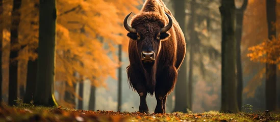 Foto op Plexiglas In Europe's expansive forest, amidst the vibrant autumn hues, the majestic bison roams freely, its powerful presence a testament to the resilience of endangered wildlife. Grazing on the green grass of © AkuAku