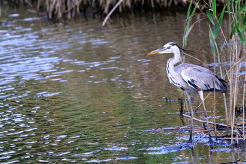 休憩中の美しいアオサギ（サギ科）。

日本国東京都江戸川区、葛西臨海公園にて。
2023年8月14日撮影。

Beautiful Grey Heron (Egret family) taking a break.

At Kasairinkai park, Edogawa-ku, Tokyo, Japan,
photo by August 14, 2023.

