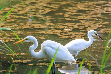 美しいダイサギ（サギ科）の群れ。

日本国東京都江戸川区、葛西臨海公園にて。
2023年8月14日撮影。

A school of the Beautiful Great Egrets.

At Kasairinkai park, Edogawa-ku, Tokyo, Japan,
photo by August 14, 2023.
