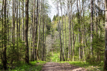 Forest path going downhill, walk in a forest park