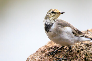 可愛いハクセキレイ（セキレイ科）の幼鳥。

日本国東京都江戸川区、葛西臨海公園にて。
2023年8月14日撮影。

A Lovely Japanese Pied Wagtail (family of wagtails) juvenile.

At Kasairinkai park, Edogawa-ku, Tokyo, Japan,
photo by August 14, 2023.
