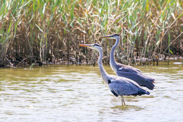 休憩中の美しいアオサギ（サギ科）。

日本国東京都江戸川区、葛西臨海公園にて。
2023年8月14日撮影。

Beautiful Grey Heron (Egret family) taking a break.

At Kasairinkai park, Edogawa-ku, Tokyo, Japan,
photo by August 14, 2023.
