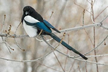 Snow-dappled Black-billed Magpie perched on a bare branch