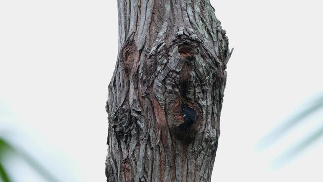 Camera zooms out while this tiny raptor is seen outside of its nest, Black-thighed Falconet Microhierax fringillarius, Thailand