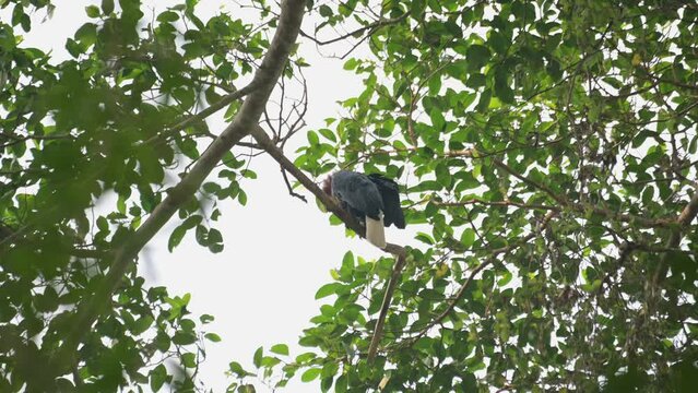 Seen from below while vigorously preening itself, Wreathed Hornbill Rhyticeros undulatus, Male, Thailand