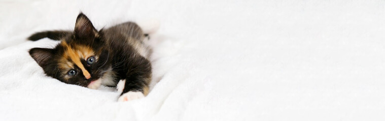 Banner funny cute playful kitten lies on white soft blanket. Cat rest napping on bed and looking at camera. Comfortable pet sleeping in cozy home.
