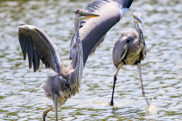喧嘩する美しいアオサギ（サギ科）。

日本国東京都江戸川区、葛西臨海公園にて。
2023年8月14日撮影。

Beautiful Grey Heron (Egret family) in fighting.

At Kasairinkai park, Edogawa-ku, Tokyo, Japan,
photo by August 14, 2023.
