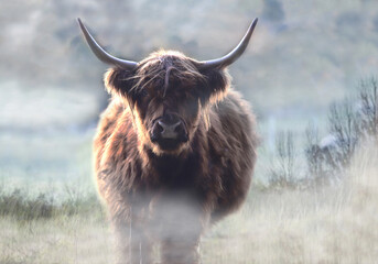 Schottisches Hochlandrind 