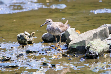 餌を探す可愛いキアシシギ（シギ科）のペア。

日本国東京都江戸川区、葛西臨海公園にて。
2023年8月14日撮影。

Lovely Grey-tailed Tattler (family comprising snipes) looking for food.

At Kasairinkai park, Edogawa-ku, Tokyo, Japan,
photo by August 14, 2
