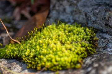 秋に写した苔のクロースアップ